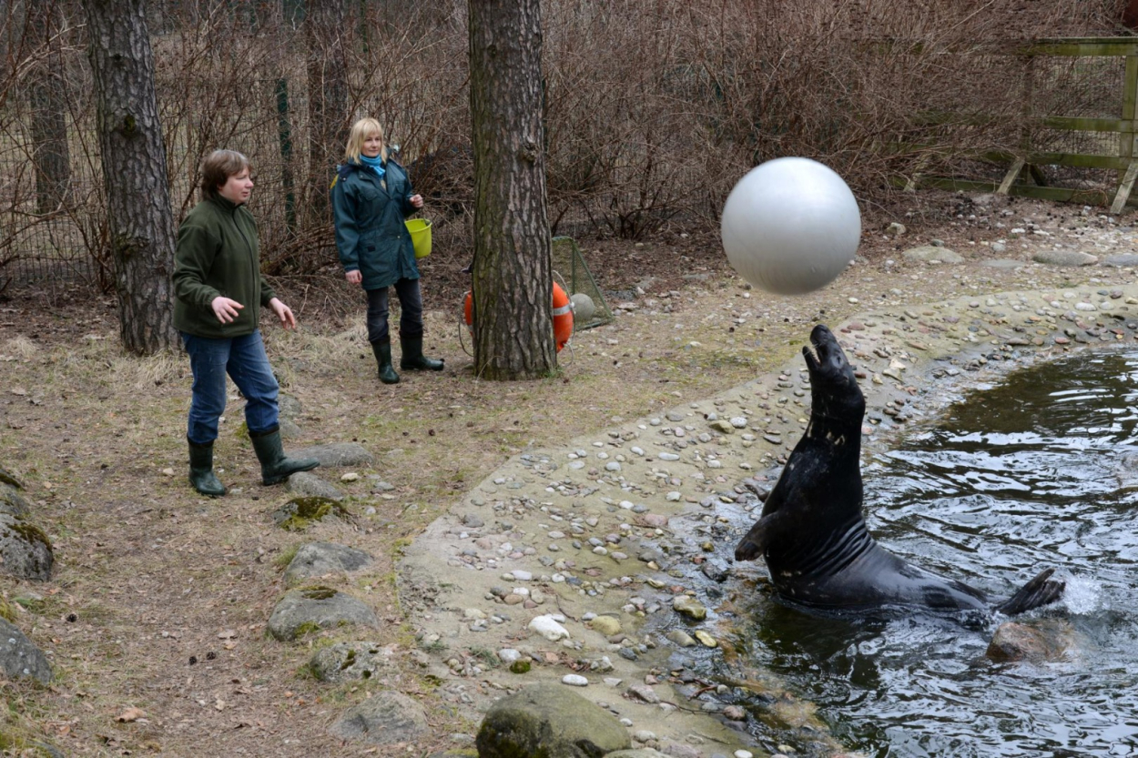 Zoodārzā var satikt mazus roņu mazuļus, pirms tie atgriežas jūrā (+VIDEO)