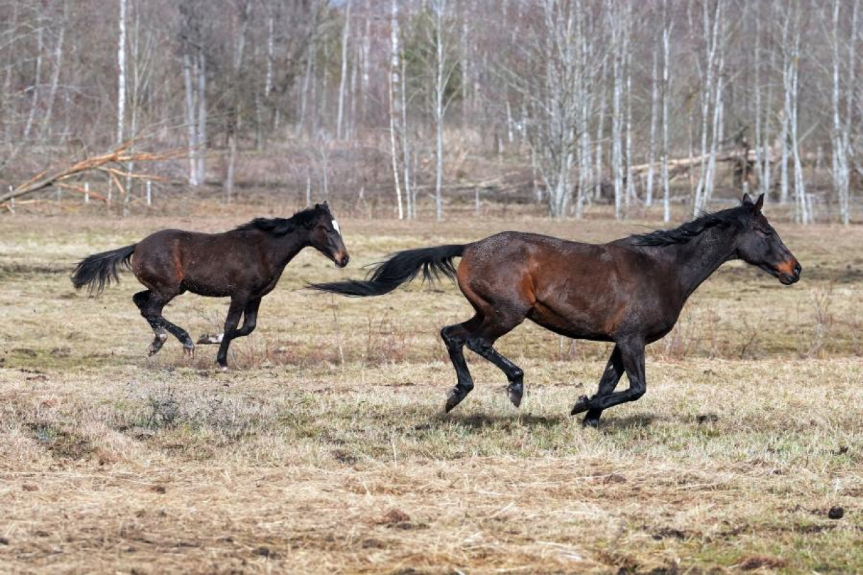 Policija sākusi kriminālprocesu par iespējamu vardarbību pret zirgiem