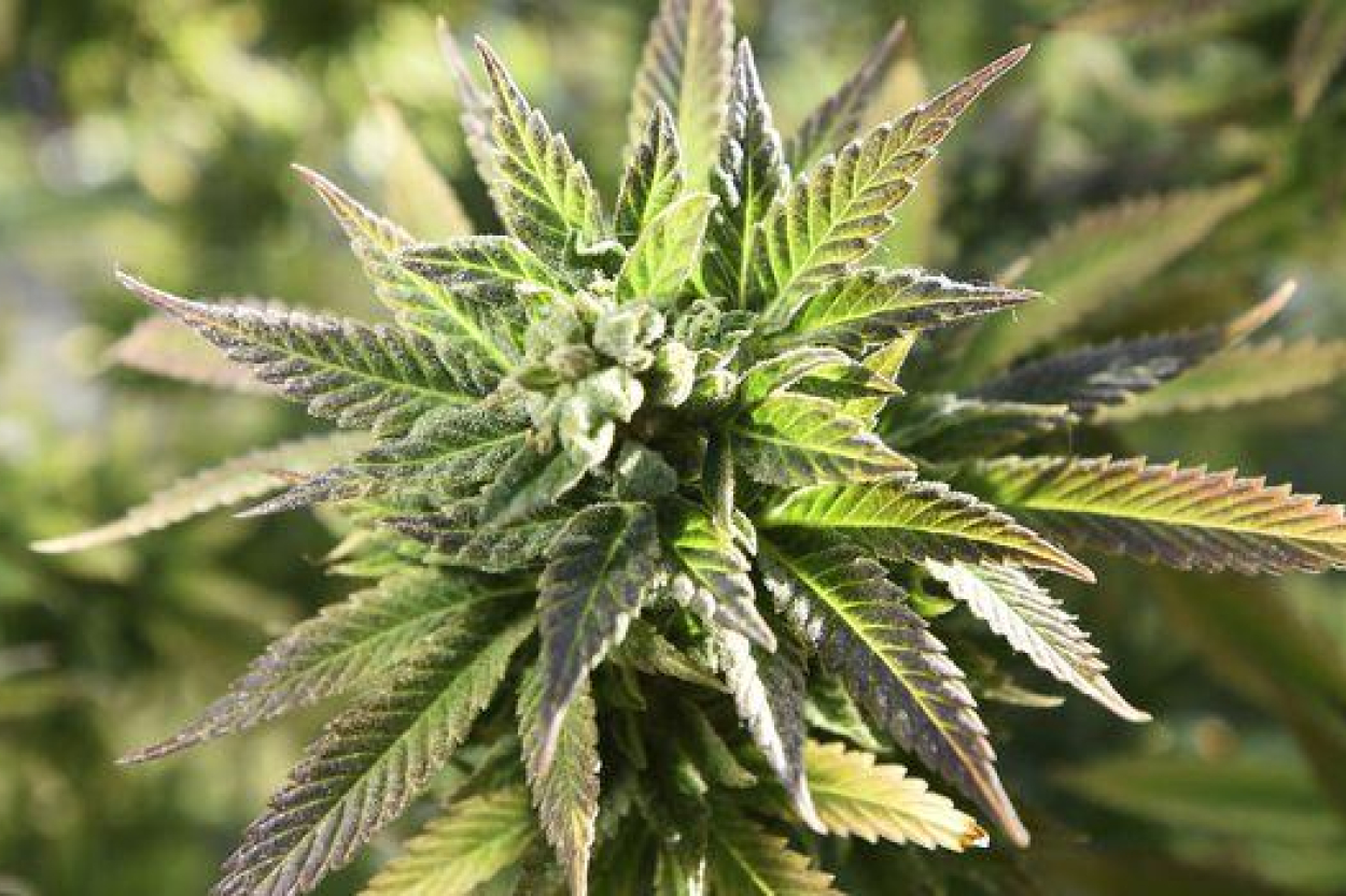 Koalīcijā nav vienprātības par medicīniskās marihuānas legalizāciju