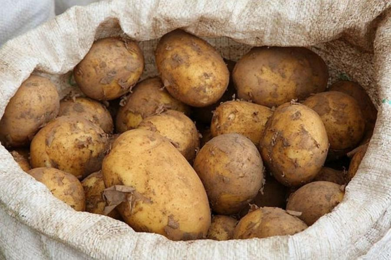 Ražas atšķirība starp agrāk un vēlāk iestādītiem kartupeļiem varētu būt neliela