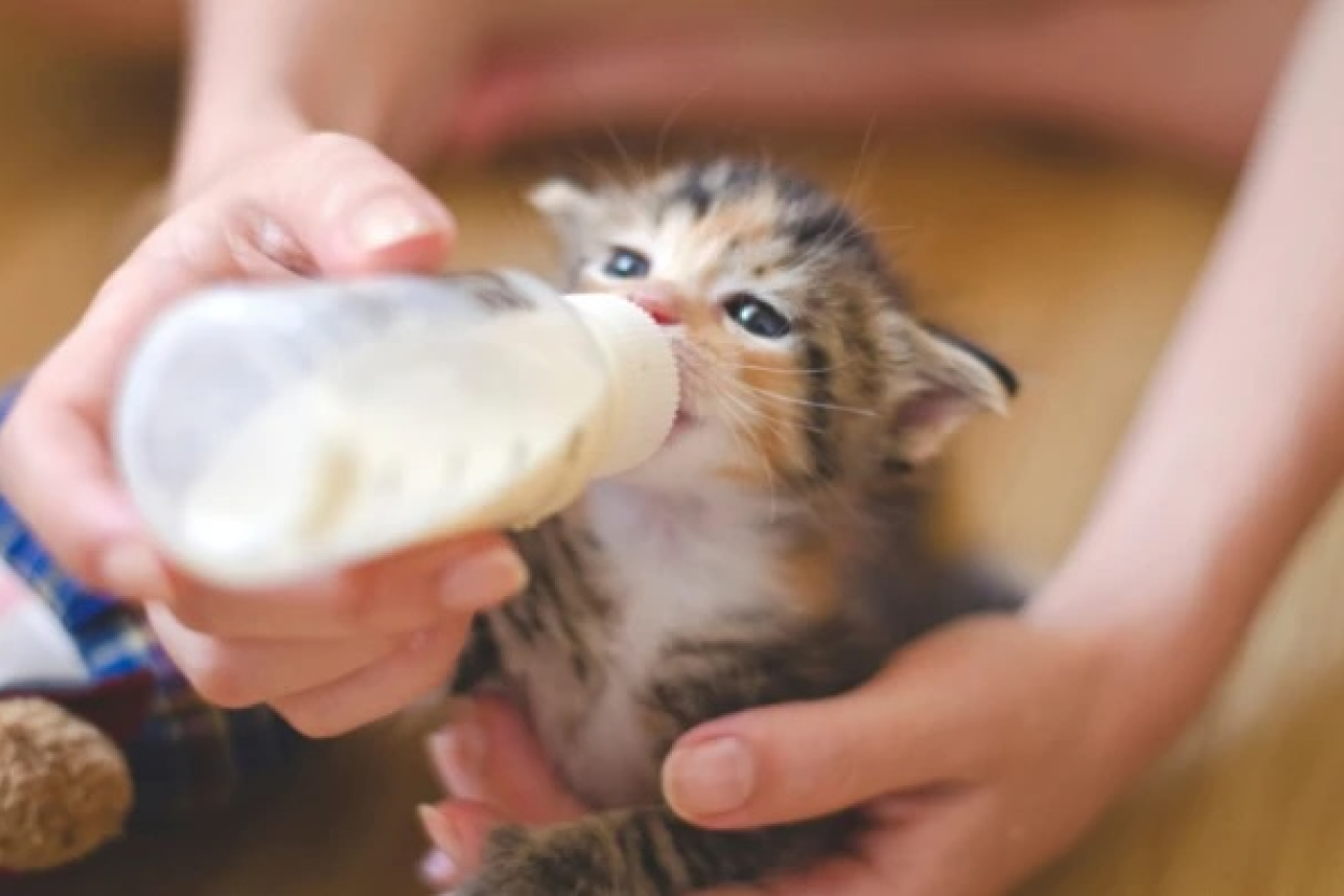 Vai kaķiem drīkst dot pienu? Veterinārārsta skaidrojums
