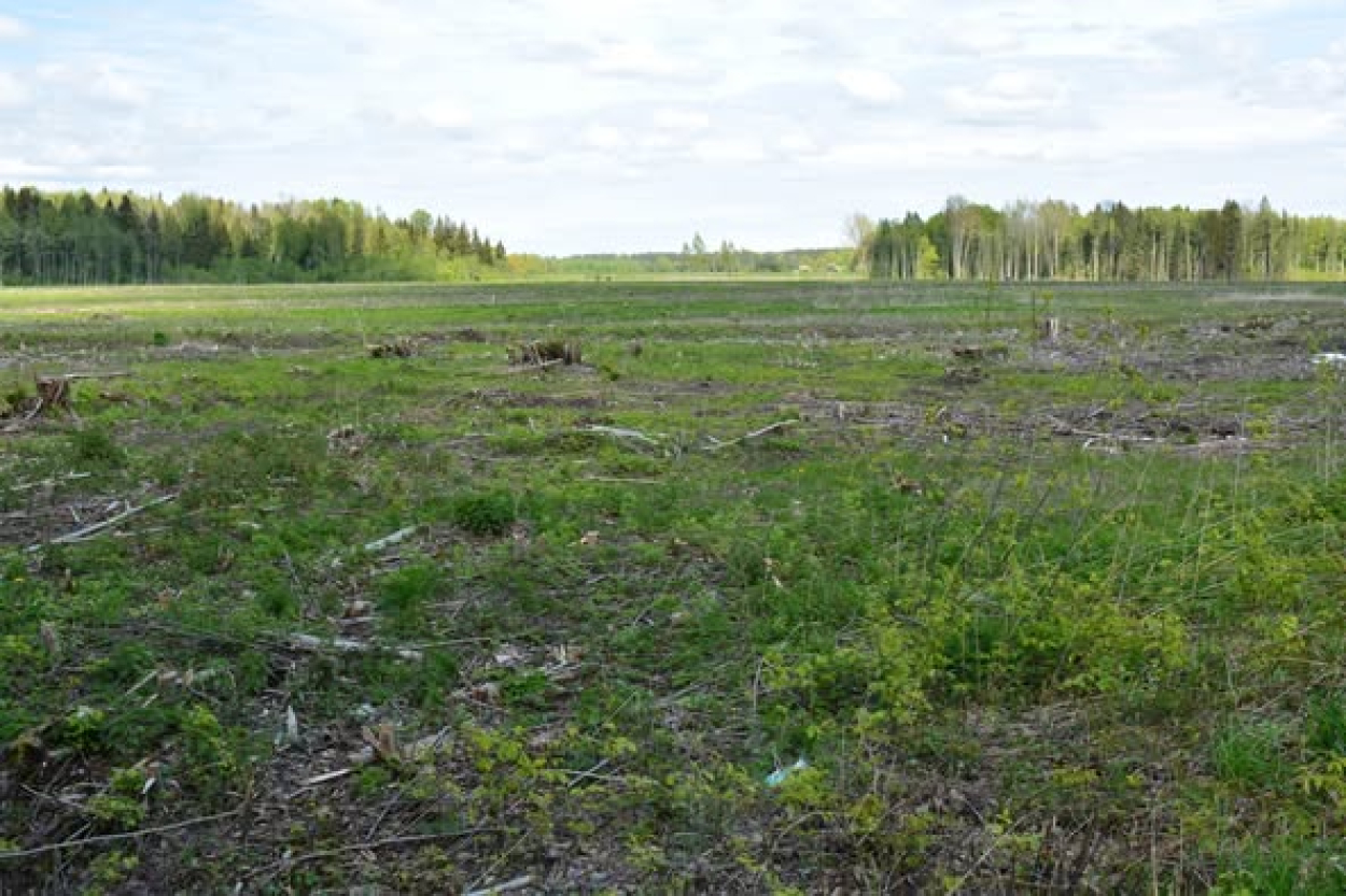 Mākslīgais intelekts no nākamā gada pārrēķinās Latvijas mežus (+VIDEO)