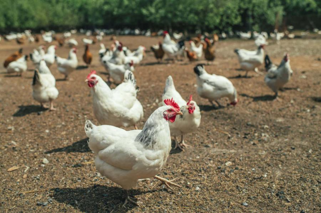 Latvijā apstiprināts pirmais putnu gripas gadījums