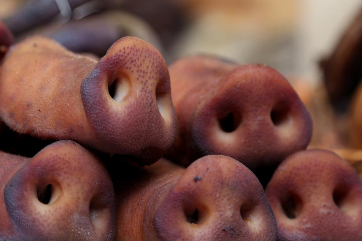 Cūkgaļas cena Latvijā martā pieauga par 1,5%