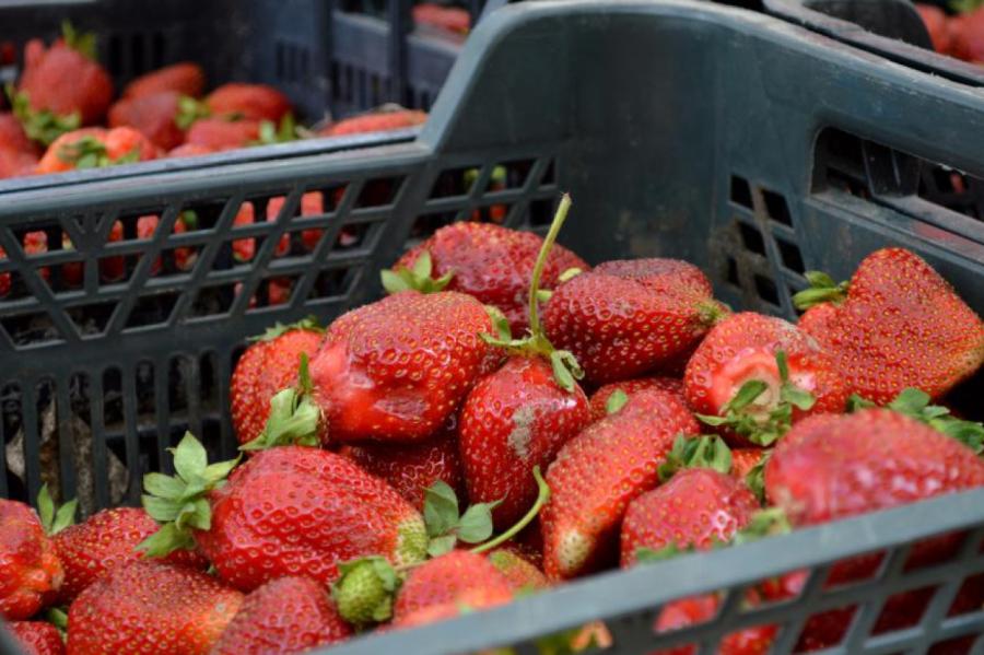 Audzētāji: Šogad tuneļos audzētām zemenēm būs laba raža