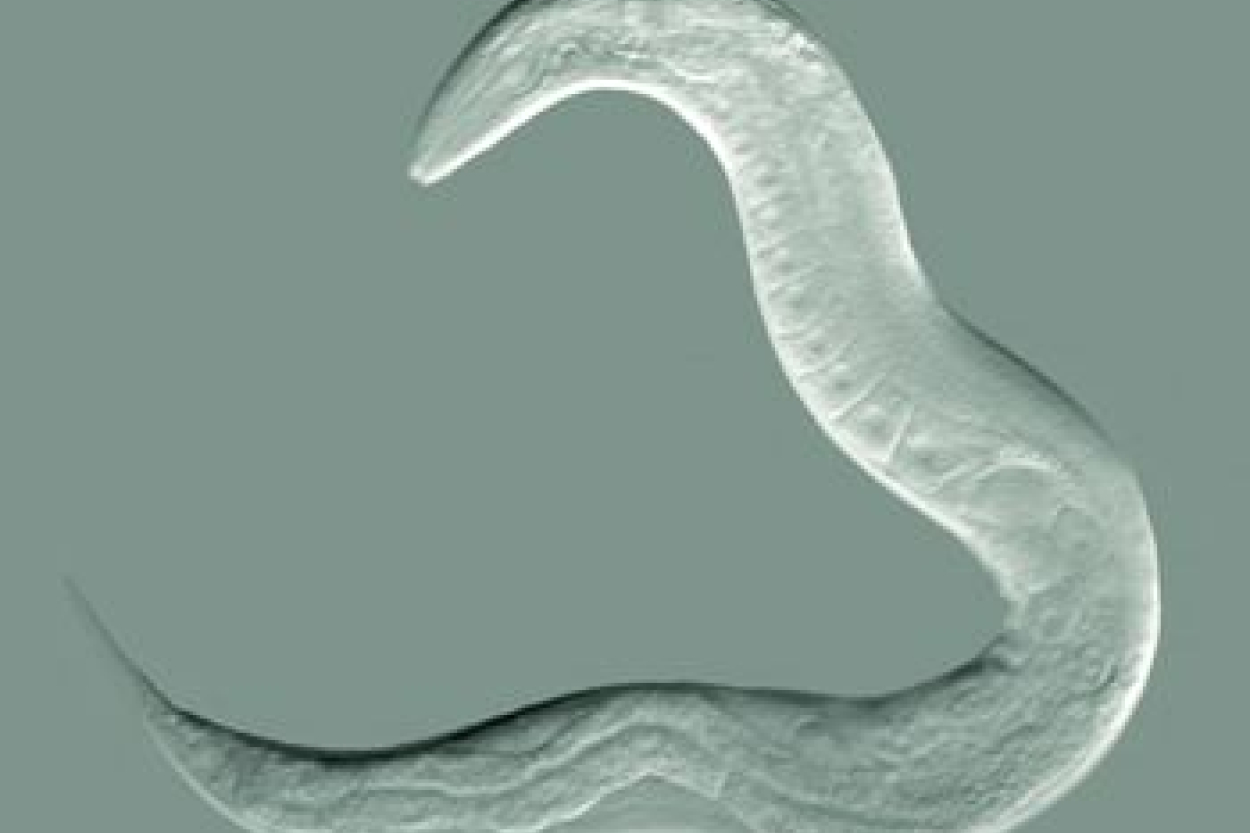 VAAD Vidzemē divos zemeņu stādījumos konstatējis nematodes izplatības gadījumus