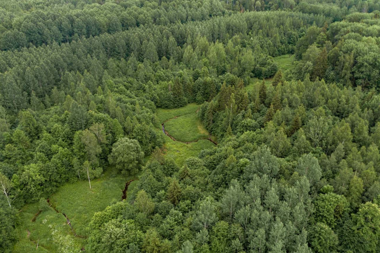 Ėksperts: skaidri iezīmējas kopējs meža tirgus aktivitātes kritums (+VIDEO)