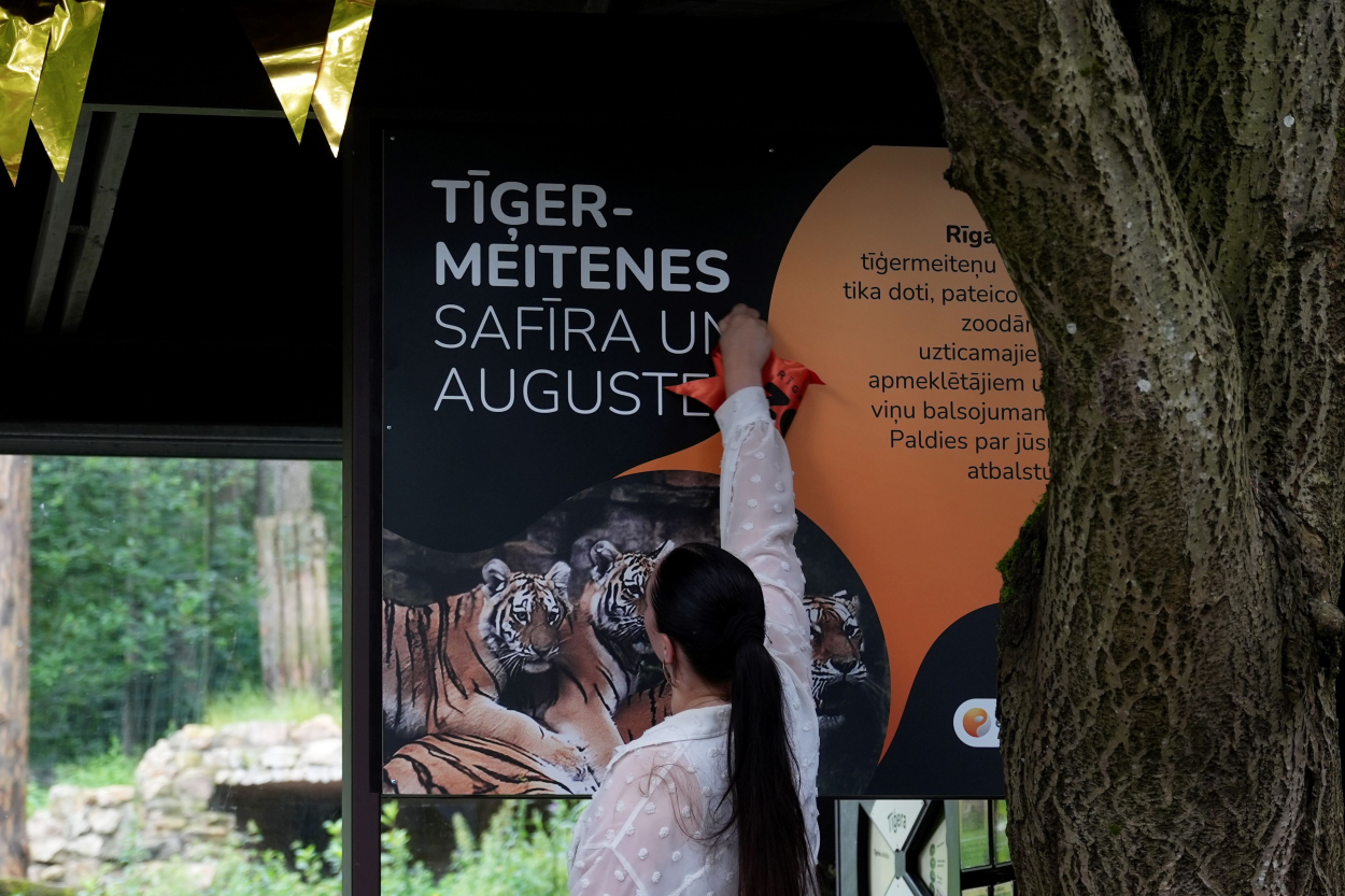 Rīgas zooloģiskā dārza tīģeru meitenes nosauktas par Safīru un Augusti