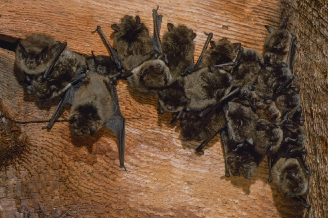 Kā izvairīties no konfliktiem ar sikspārņiem, renovējot māju (+VIDEO)