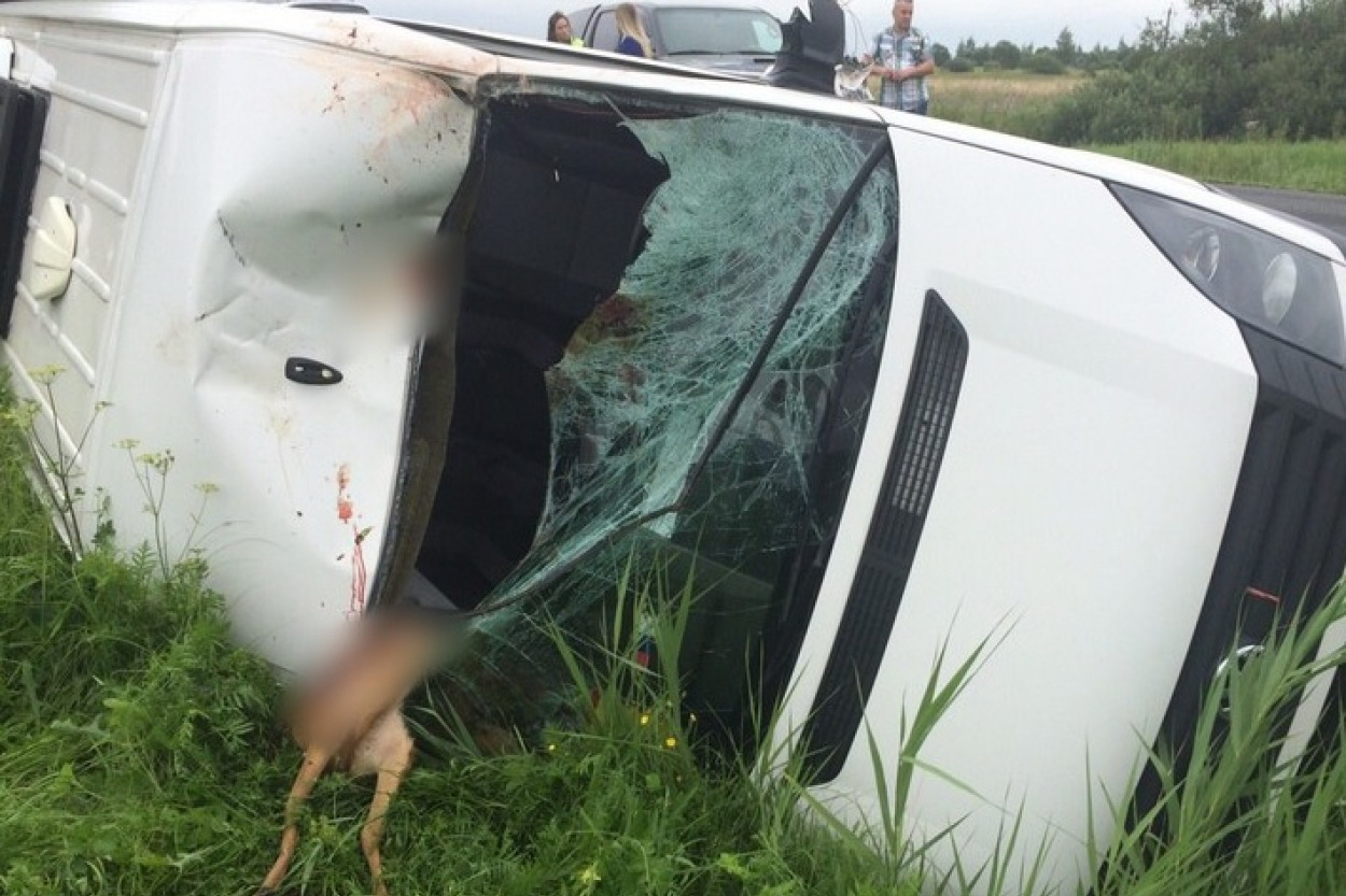 Eksperto: auto sadursme ar stirnu var būt ļoti bīstama