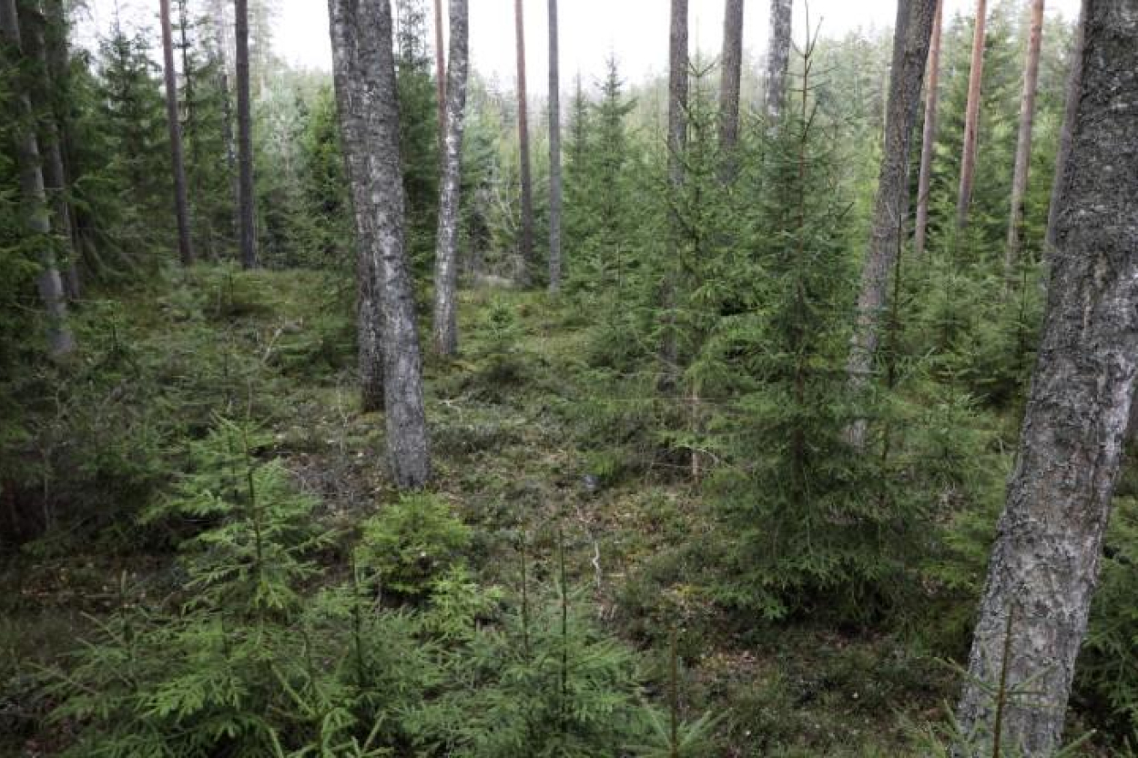 Krāslavas novadā izglābts mežā apmaldījies cilvēks