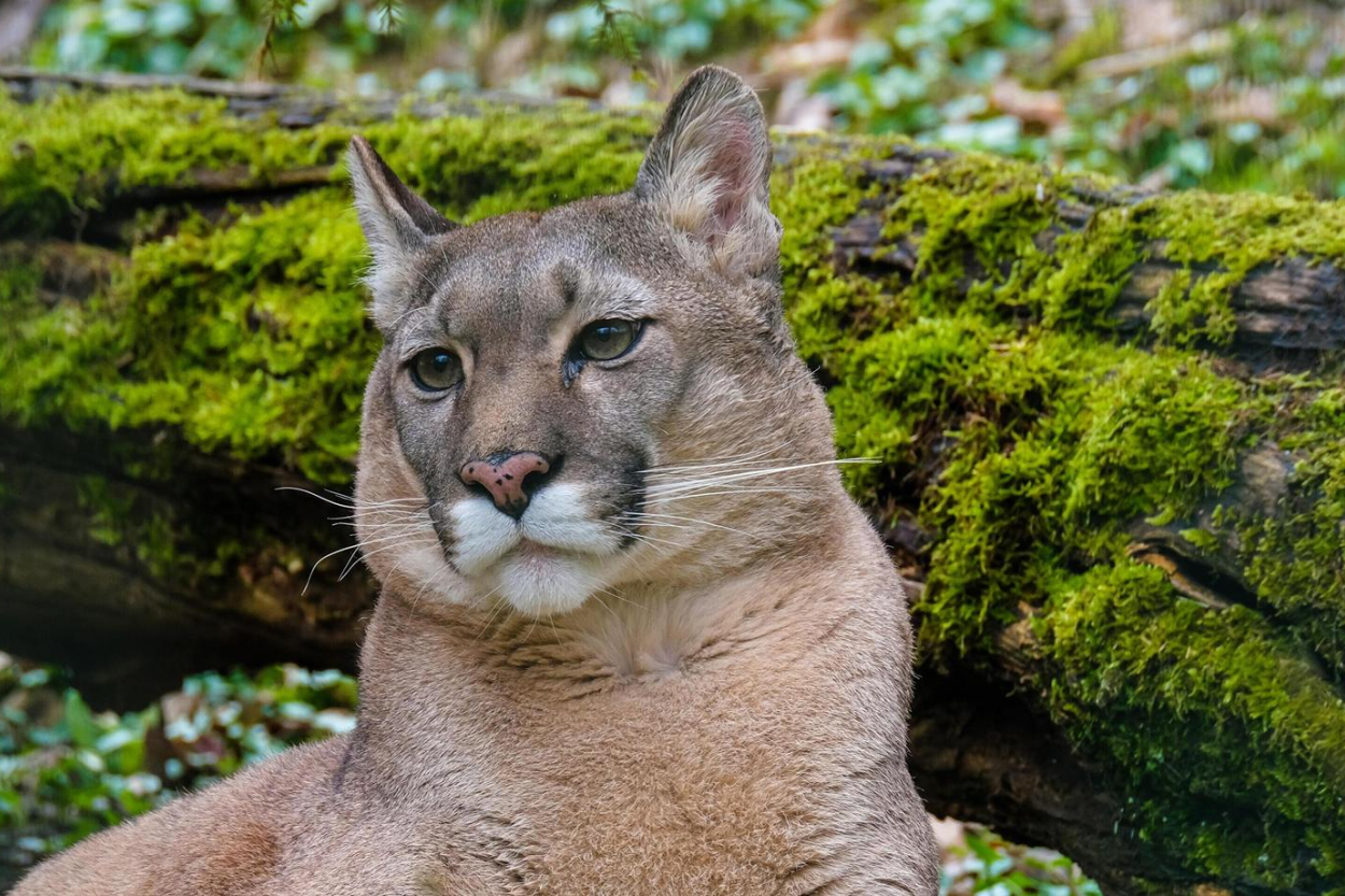 Igaunijas mežos Latvijas robežas tuvumā pamanīta puma