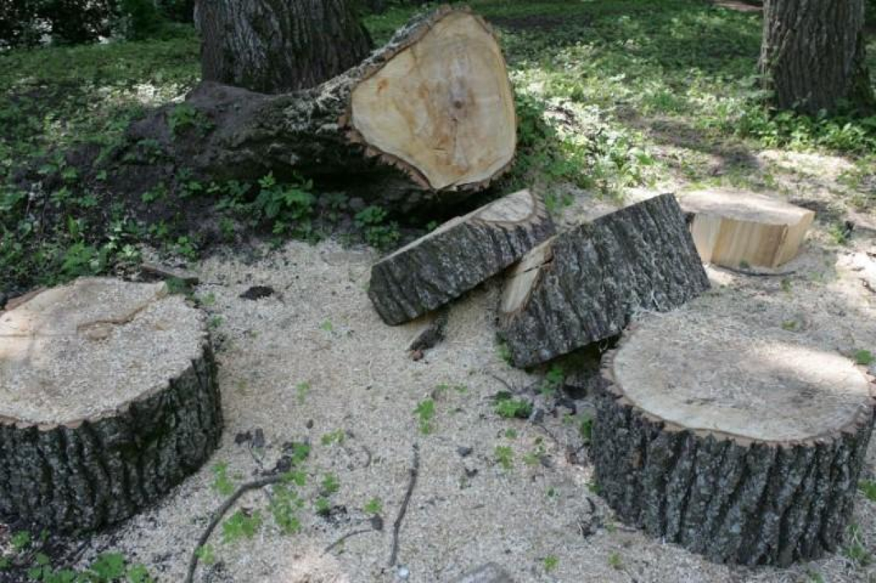 Vairāk nekā 20 organizācijas iebilst pret koku ciršanas vecuma samazināšanu