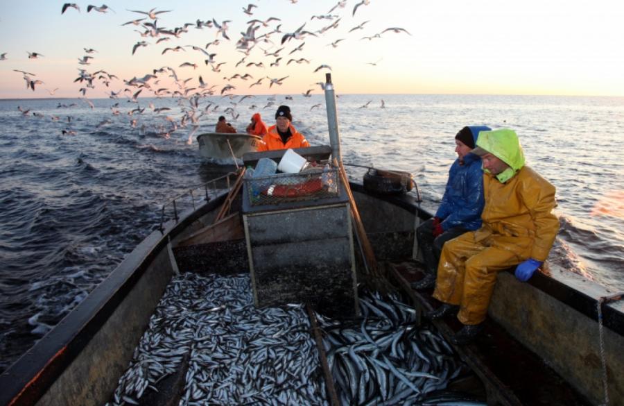 Lai gan reņģe nav ekonomiski pati izdevīgākā zivs, pēc institūta “BIOR” aprēķiniem, tā sastāda 90% no kopējā loma piekrastes zvejā Rīgas līča piekrastē.